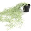 Countryfield Kunstplant Tillandsia groen