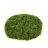 Countryfield Mosschijf marchantiophyta XS groen 14x14x2cm
