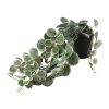 Countryfield Kunstplant Ceropegia Woodii Groen