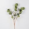 Countryfield Blad Eucalyptus populus 15x12x80cm - groen