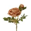 Countryfield Bloem Paeonia miranda 20x20x70cm - bruin