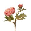 Countryfield Bloem Paeonia miranda 20x20x70cm - roze