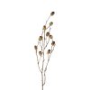 Countryfield Tak Qurecus M 4x17x76cm - bruin
